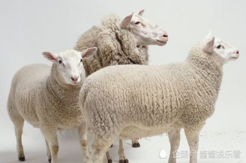 十羊九不全 ,属羊的人真的命不好吗 尤其是67年的