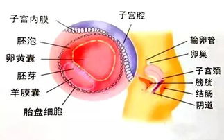 学会这几招,无需再咨询医生,自己就能知道囊胚移植是否成功