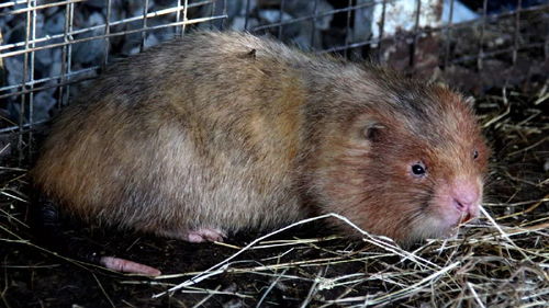 禁吃野生動物利好哪些股票為什麼要拒絕吃野生動物?-股識吧