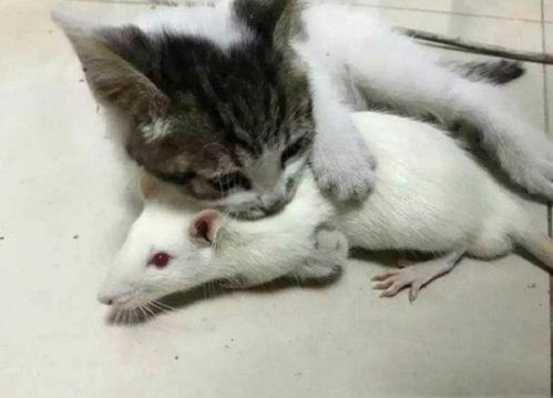 本想用小白鼠当实验品,没想到却被猫咪紧紧护住,原因让主人动容