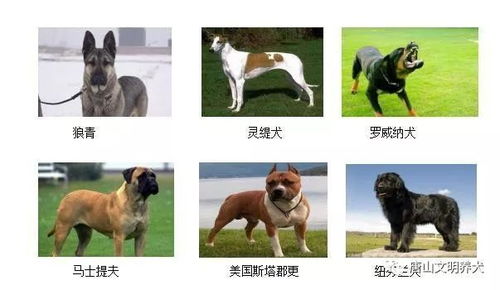 唐山最全犬牌 犬证办理流程 含禁养犬说明
