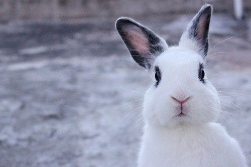 兔子吃什么东西 兔吃的食物是什么