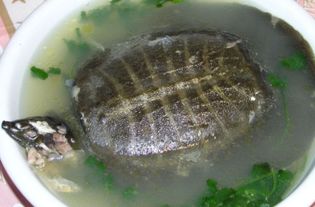用巴西龟煲汤应该放什么材料吗 龟汤有什么作用吗 