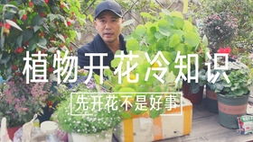 只长叶不长花