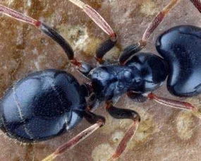 家里发现很多小红蚂蚁怎么办 