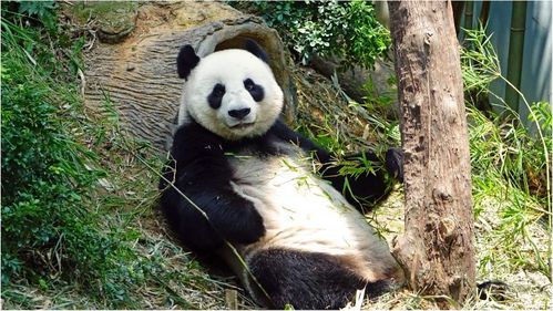 大熊猫可爱暴击 