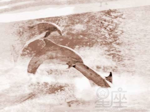 梦见海豚跳水 周公解梦之梦到海豚跳水