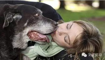一条老狗生前最后一张照片 陪伴主人15年去世 