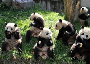 大熊猫基地 搜狗百科 