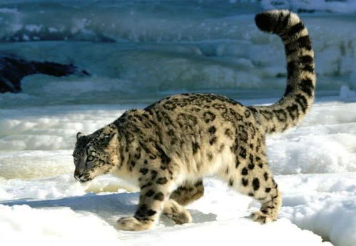 为什么动物园能养起食量巨大的东北虎却养不起雪豹 看完终于明白