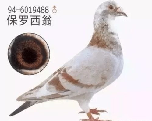 据说,很多中国鸽友都爱这一路血系