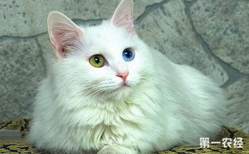 土耳其梵猫的性格是什么样的 土耳其梵猫的性格特征