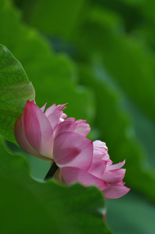 荷花 生命 轮回