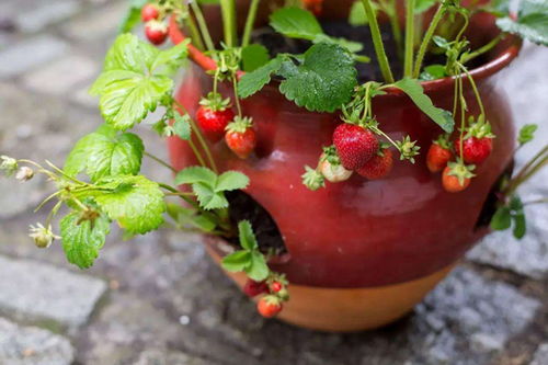 盆栽草莓能是养花的肥