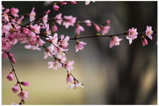 又见桃花朵朵开