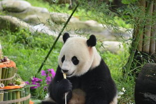 海归大熊猫 宝宝 过4岁生日 享用100多斤 竹蛋糕 