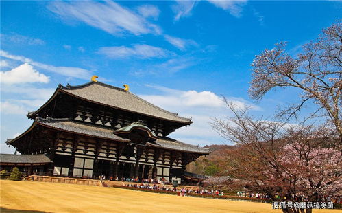 参观日本神社对巫女好奇 不稀奇,交了钱你也可以当