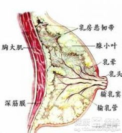 乳房囊肿是什么原因引起的怎么治疗