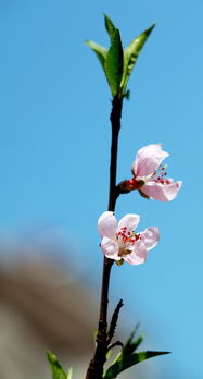 水仙花 桃花