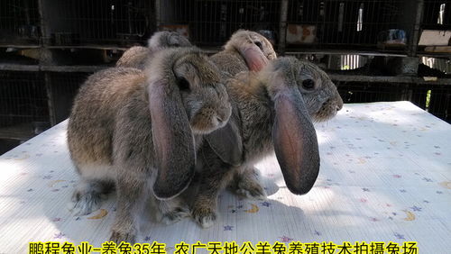 【湘西肉兔价格实惠,家兔】- 黄页88网