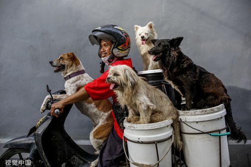 印尼爱狗人士载狗出行 为流浪犬 收粮 