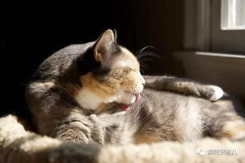 夏天猫咪可以剃毛吗 如何防止猫咪中暑