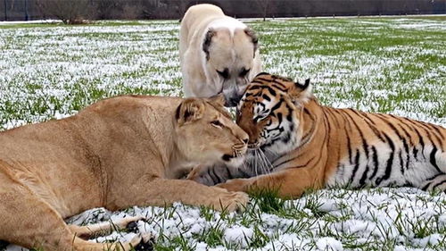 太逗了 阿拉拜犬每天和狮子老虎一起生活,大猫们居然还很怕它 