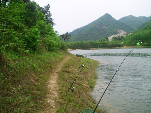 初夏水库钓鱼技巧大全