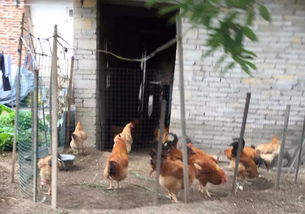 紧急发布 湛江农村禁止散养家禽,抓到将扑杀处理