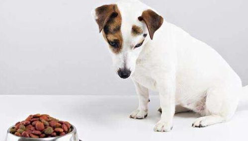 训练狗狗拒食之拒食地面食物