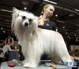 高清 立陶宛首都举办国际宠物犬展