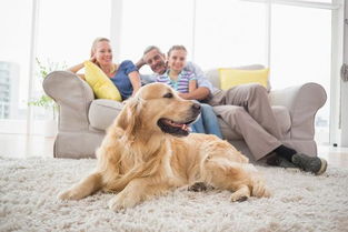 狗狗整天待在家里会无聊吗 其实会的,这三个行为就是无聊的表现
