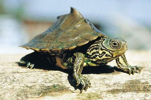怎么判断乌龟品种图片 