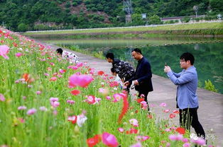 莫负春光一枝桃 胡陈东山看花,心存闲梦,其他随了春风