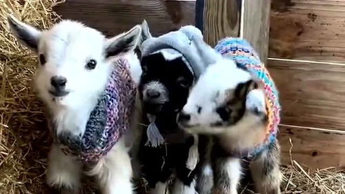 外国农场都喜欢领养小动物,给它们穿上羊毛做的衣服,好像妈妈在身边 