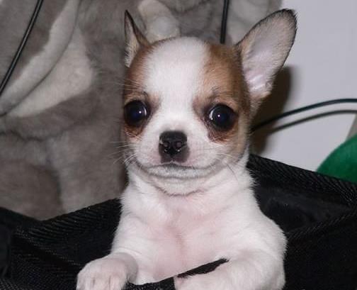 纯种吉娃娃犬出售 郑州犬舍领养宠物狗狗市场在哪里买狗卖狗
