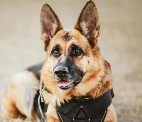 对于犬,你了解有多少 什么犬会以自己的生命保护主人