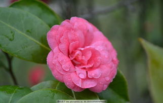 关于下雨过后的雨露鲜花诗句