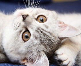 猫感冒症状有哪些 猫咪感冒了怎么办 猫咪知识