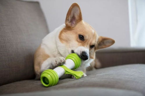 小秘密 狗狗为什么喜欢将玩具藏起来 