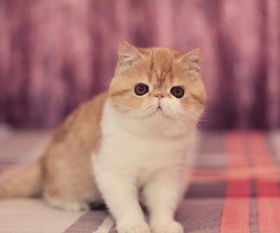 图 重庆猫舍直销加菲猫价格 加菲猫多少钱一只 包纯种包 重庆宠物猫 