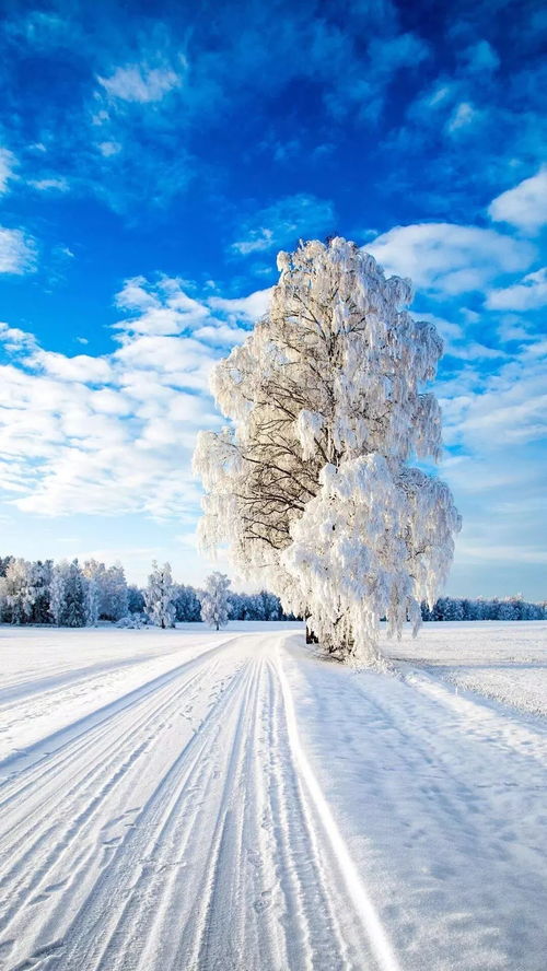 雪景手机壁纸竖屏 搜狗图片搜索