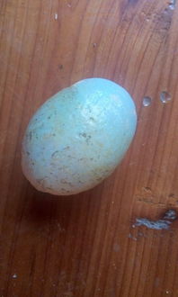 这是什么石头 和蛋一样大小 在河底捡的 