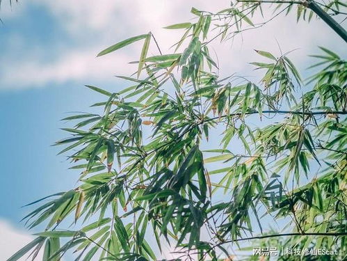 一夜捅破床板,月余捅穿屋顶,为何竹子长得这么快 还特别能捅