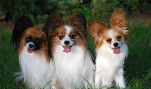 小型犬哪种比较好养 5只聪明漂亮的小狗,值得考虑