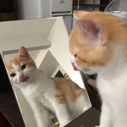 小猫咪照镜子时,发现镜子中的自己有点美...