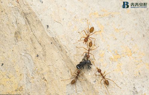 家庭如何彻底地消除蚂蚁