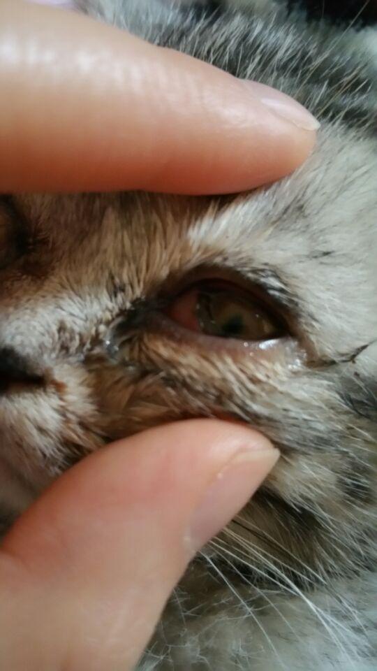 我家猫咪眼睛红肿流脓睁不开,到底该怎么办啊 