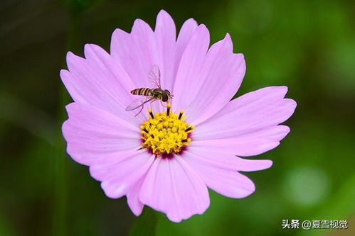 花朵变白滤镜怎么弄好看(给花调滤镜怎么调)(花瓣滤镜)