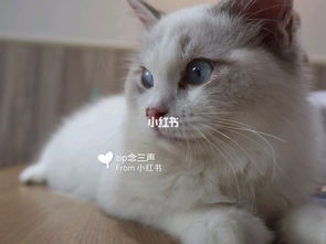 肇庆第一家猫咖猫寻安